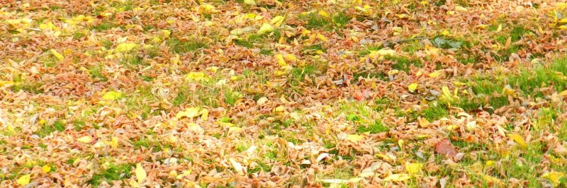 Feuilles mortes, dernières tontes des pelouses, pensez au compostage