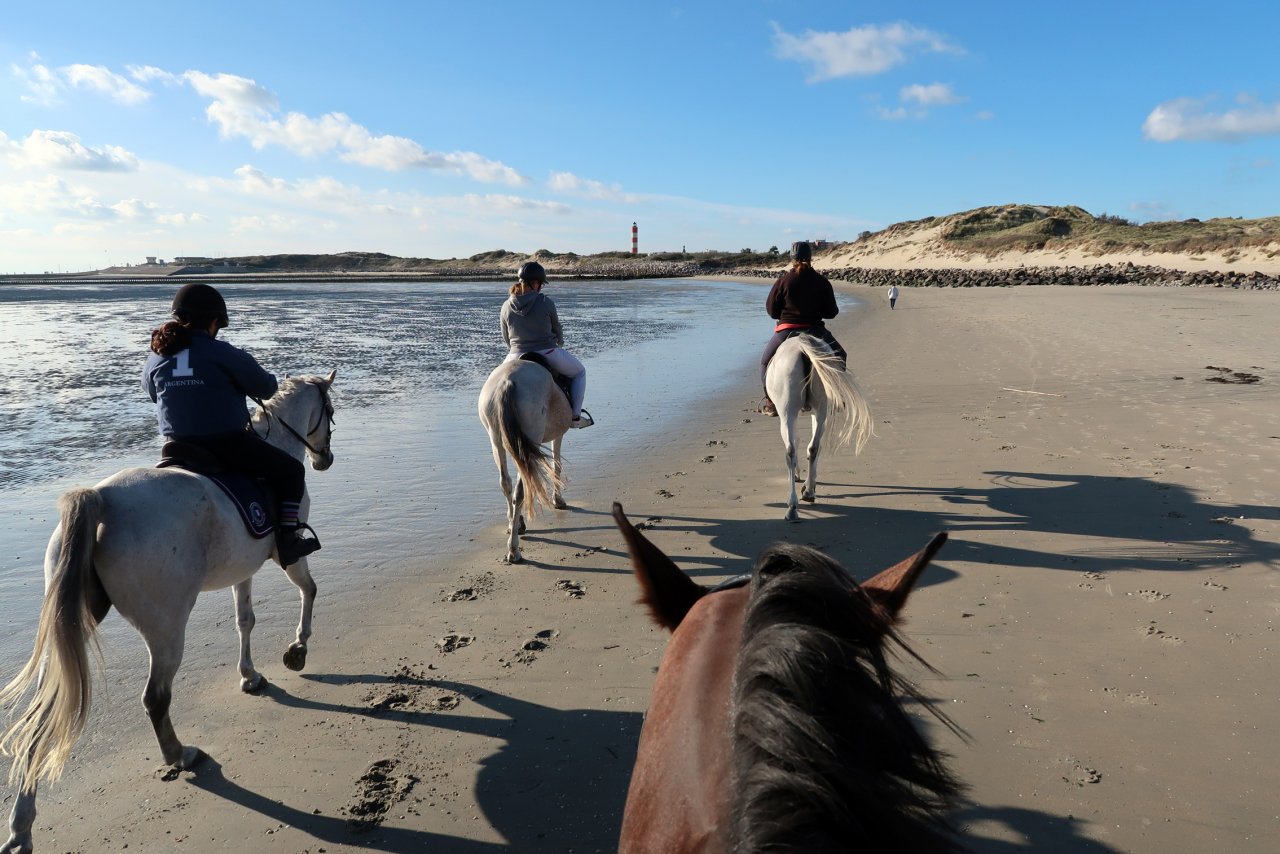 chevaux baie